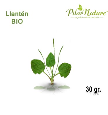 http://pilarnature.com/302-thickbox_default/llanten-plantago-lanceolata-de-cultivo-biologico-30-gr.jpg